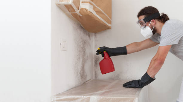 Professional Basement Mold Remediation technician working in Stoystown, PA